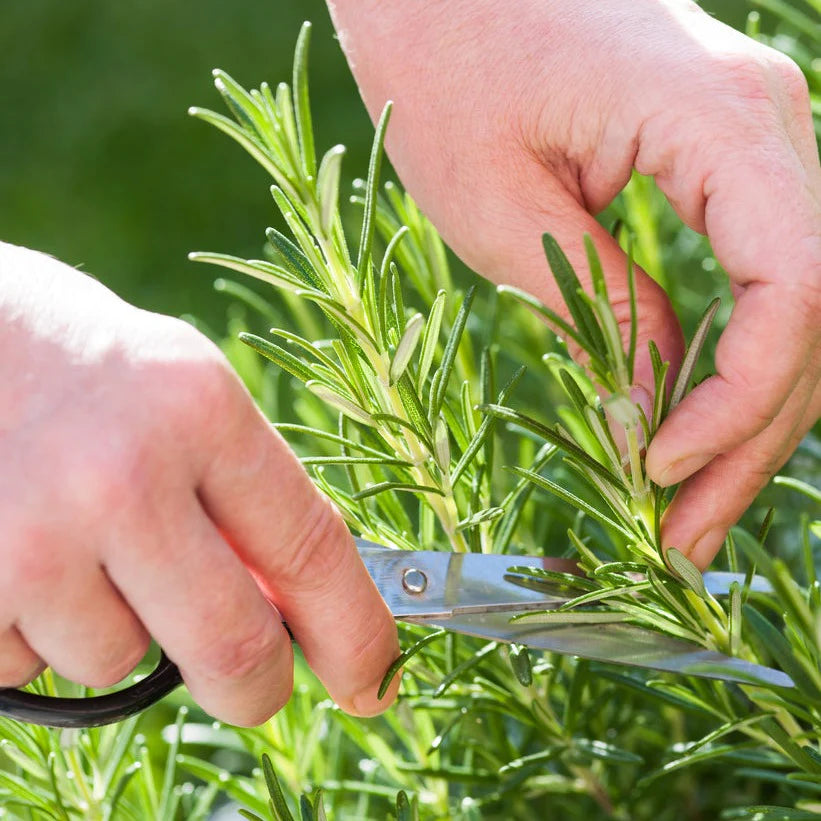 Rosemary Sprig Pendant Necklace